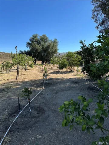 Fruit trees.