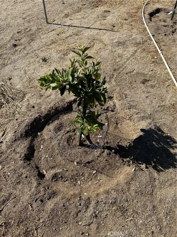 Fruit tree.