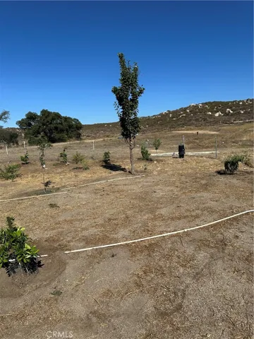 Fruit trees.