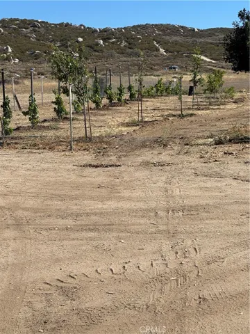 Grape vines.