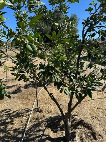 Orchard.