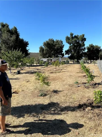 Fruit trees.