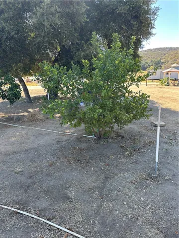 Fruit Trees.