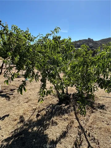 Fruit Orchard.