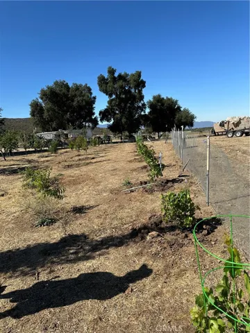 Fruit Trees.