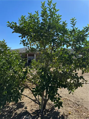 Fruit Trees.