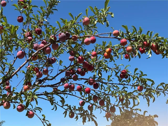 Proprty has large family fruit orchard.