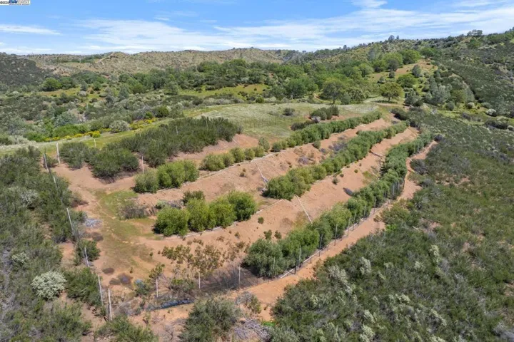 Olive orchard with about 100 Arbequina trees for olive oil production using the olive mill at the ranch. Orchard is fenced