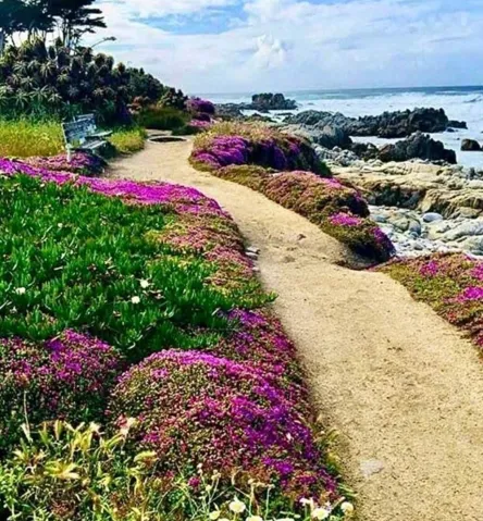 705 Union Street, Pacific Grove, California 93950