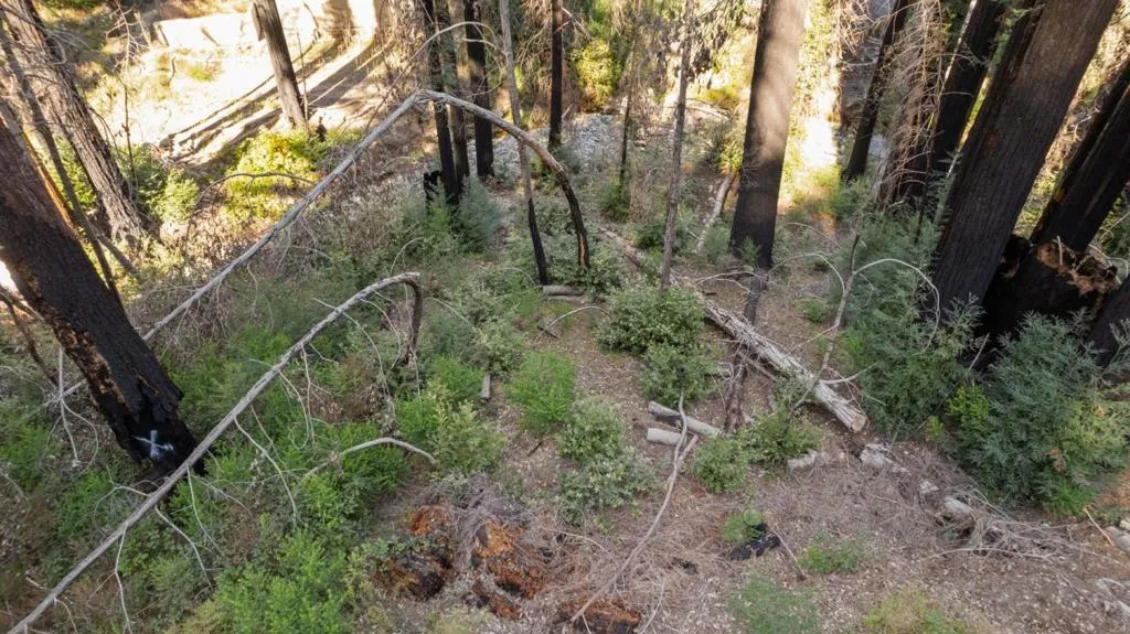 Boulder Brook Drive, Boulder Creek, California 95006 — photo 4