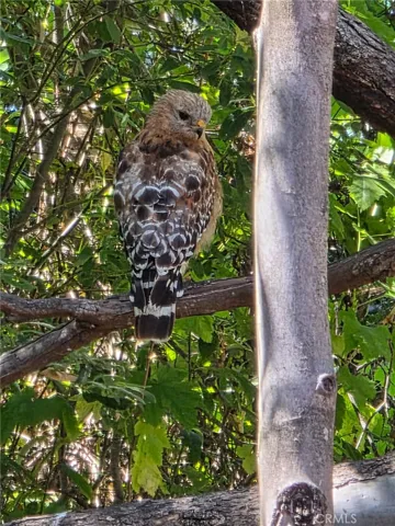 4150 Posada this red shouldered hawk was seen on Wednesday July 23,2025 behind the house.