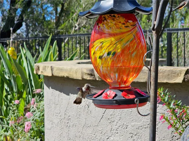 See the hummingbird in flight