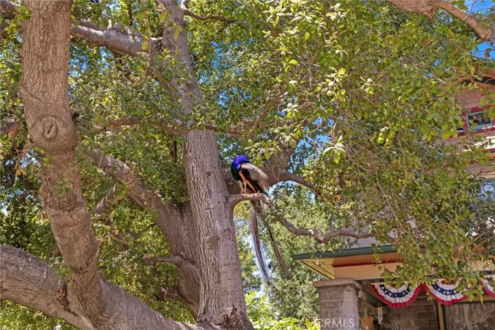 Several peacocks roam this historic area.