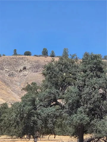 Some gorgeous oaks
