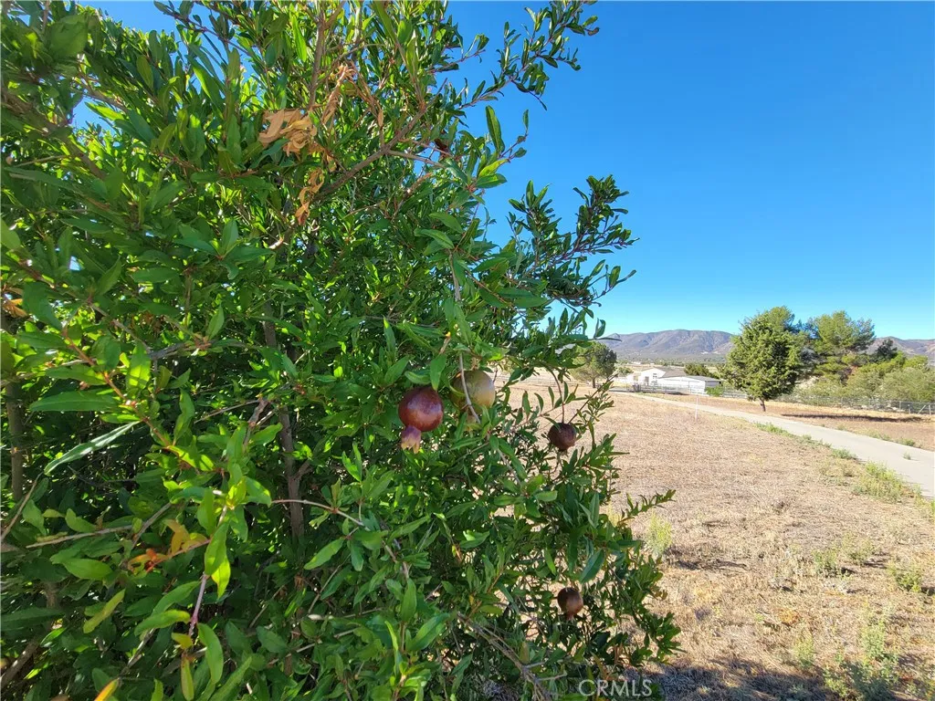 59120 Coyote Canyon Road, Anza, California 92539 home-pic-50