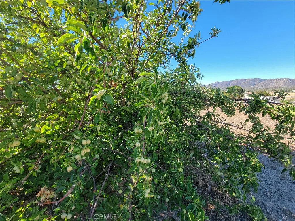 59120 Coyote Canyon Road, Anza, California 92539 home-pic-49
