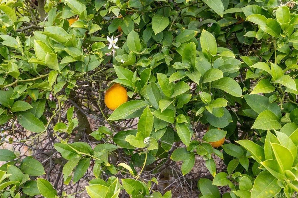 334 Date Avenue, Carlsbad, California 92008 home-pic-19