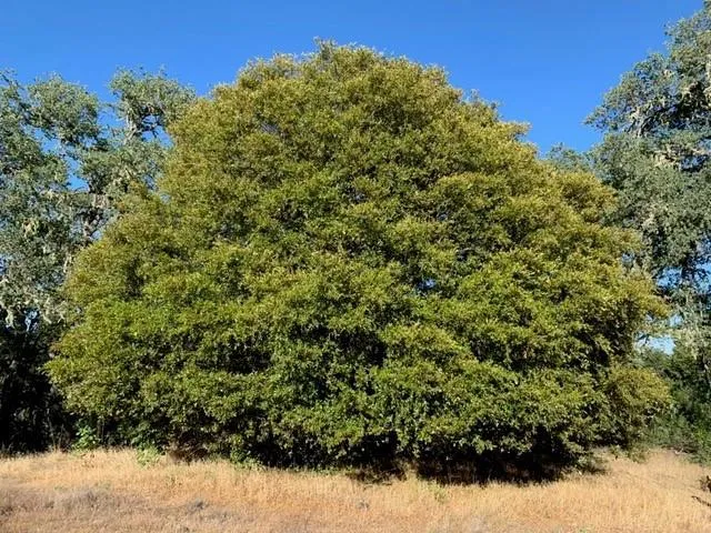 0 Lambert Flat Road, Carmel Valley, California 93924