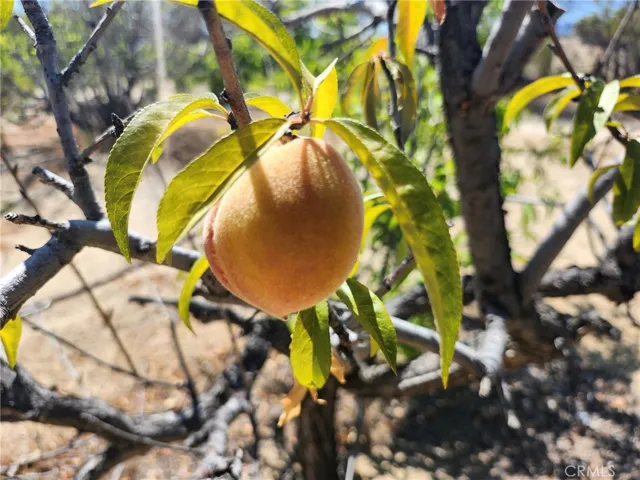 Fruit