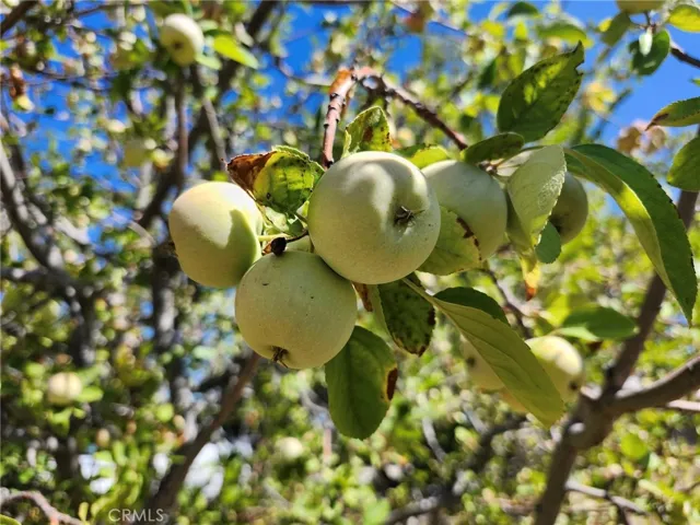 Fruit