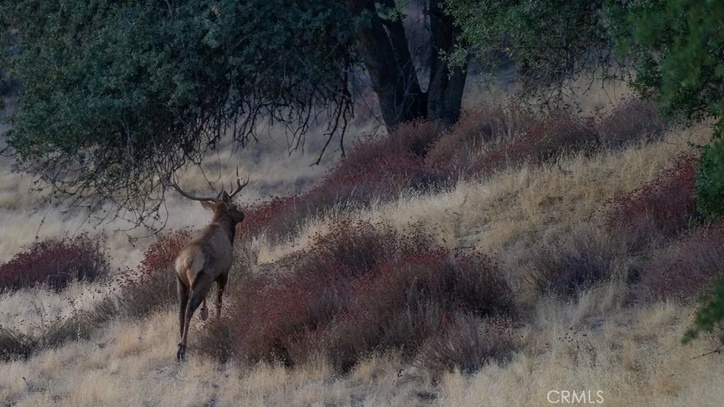 47069 Crump Lane, Coalinga, California 93210 home-pic-71