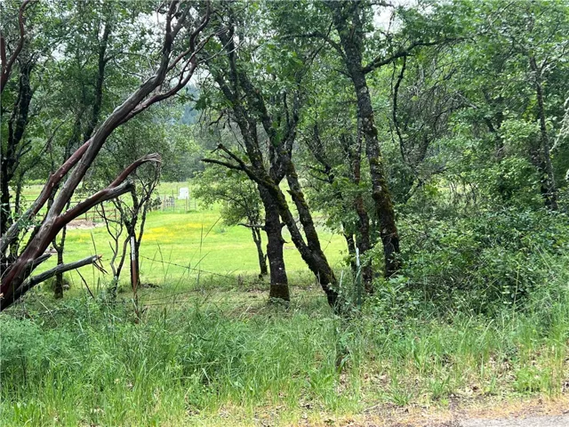 Pasture in the Spring