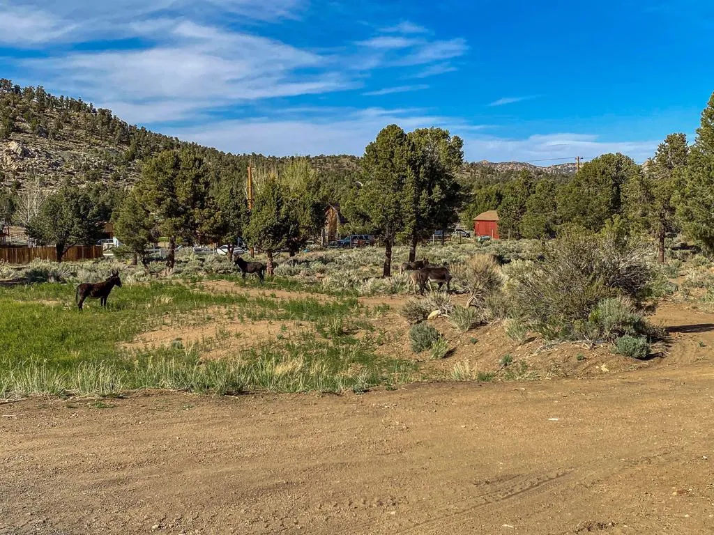 502 Baldwin, Big Bear, California 92314 home-pic-17