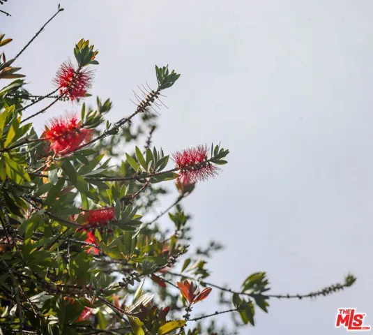 Bottle Brush Tree