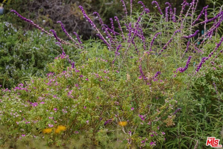 Garden flowering year round