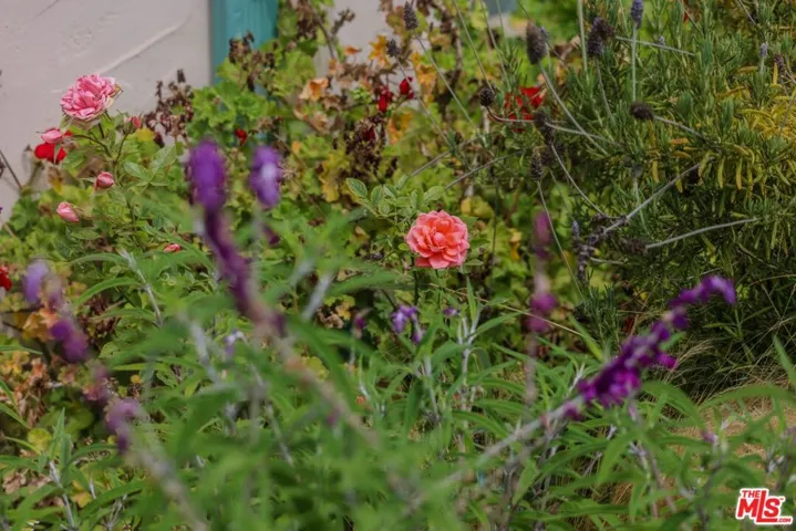 Flower garden back of house