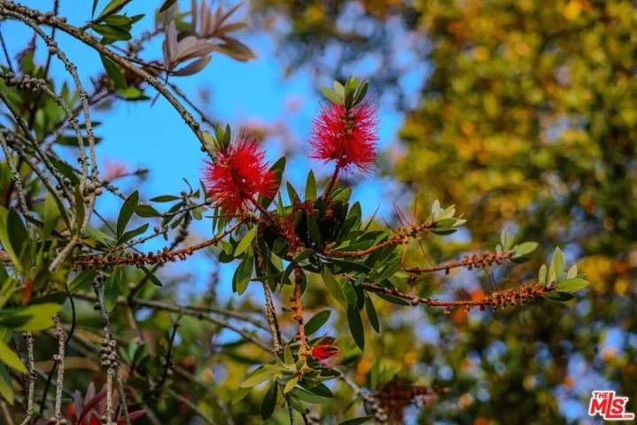 Bottle Brush Tree