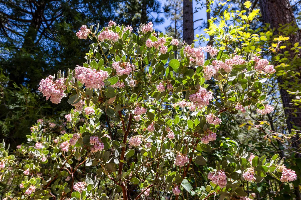 25270 Palomar Road, Idyllwild, California 92549 home-pic-40