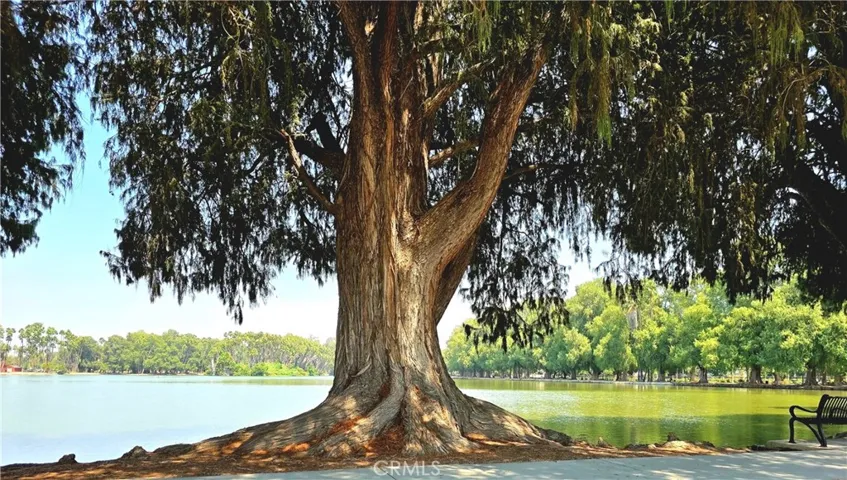 Lake, Mature Trees