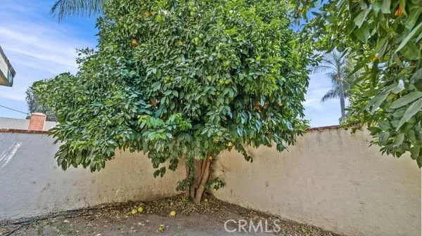Back Yard, Fruit Trees