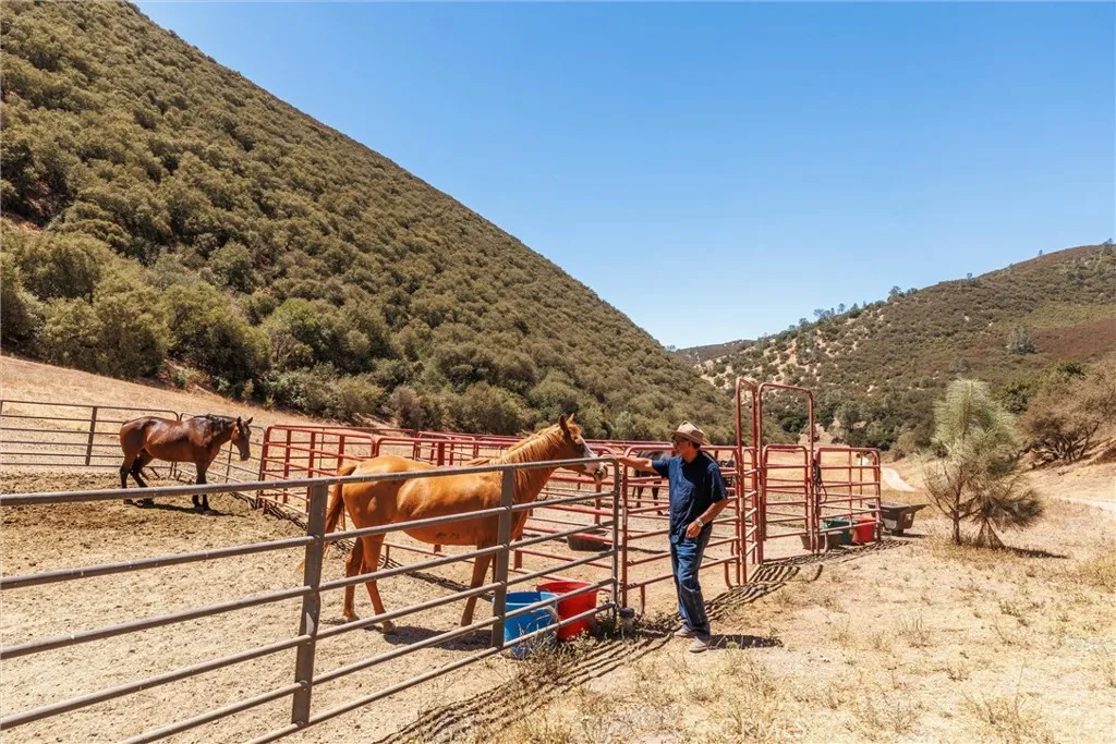 Room for horses, cattle and ...?