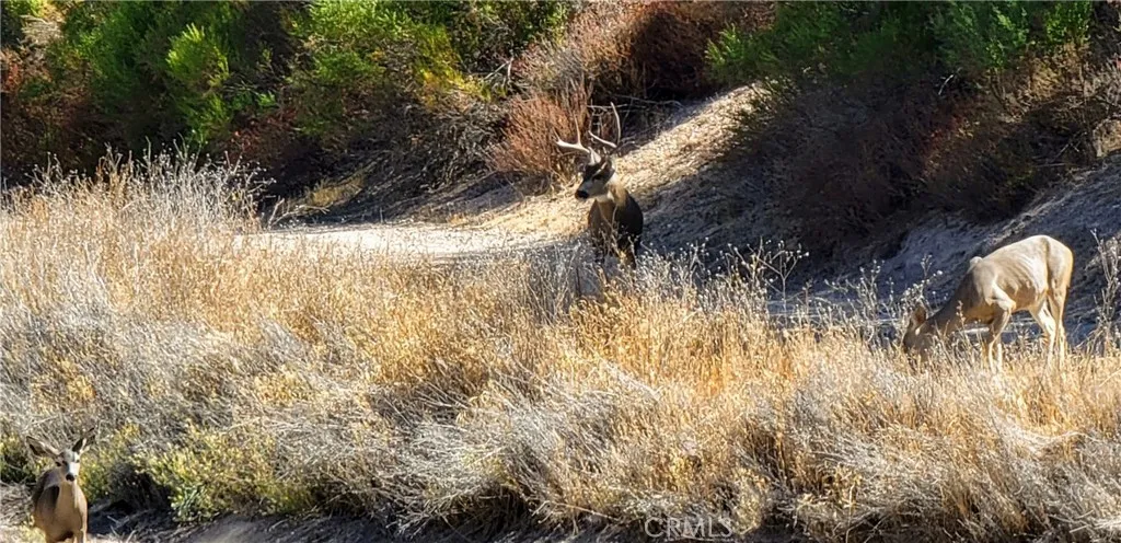Abundant wildlife