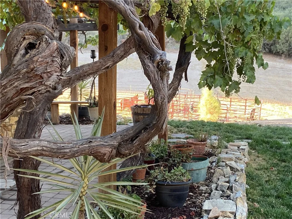 Old San Antonio Mission vines