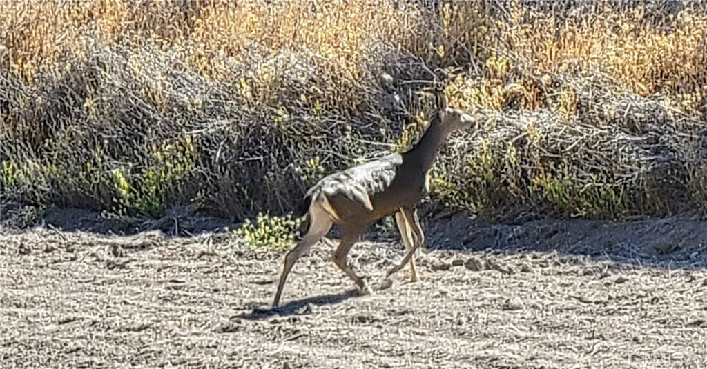Deer, Quail, Dove and more