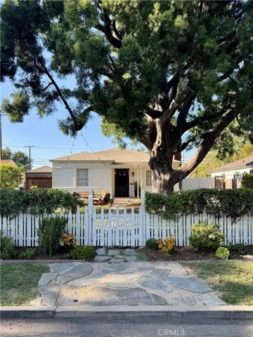 Set under a mature Podocarpus tree