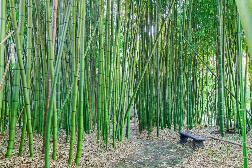 5601 Freedom Boulevard, Aptos, California 95003 home-pic-42