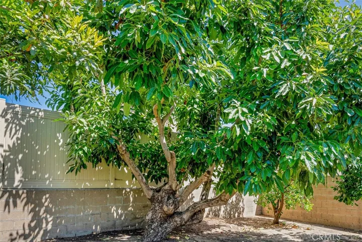 Avocado Tree
