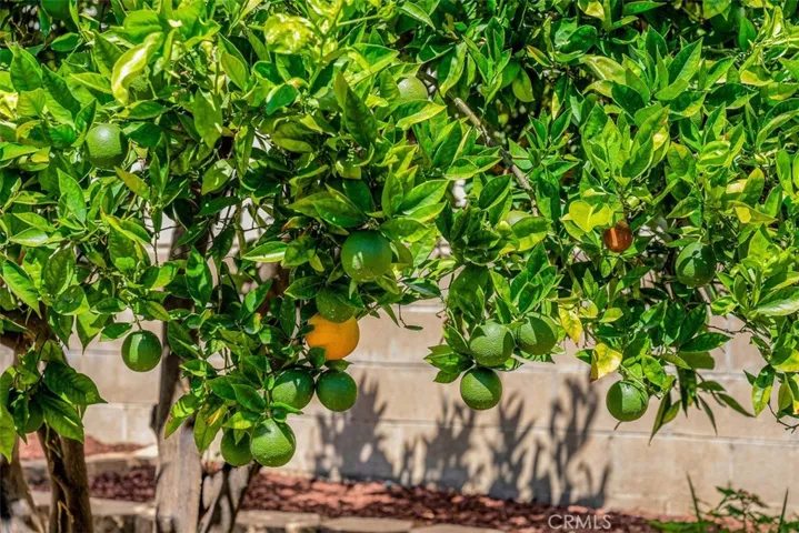 Fruit Trees