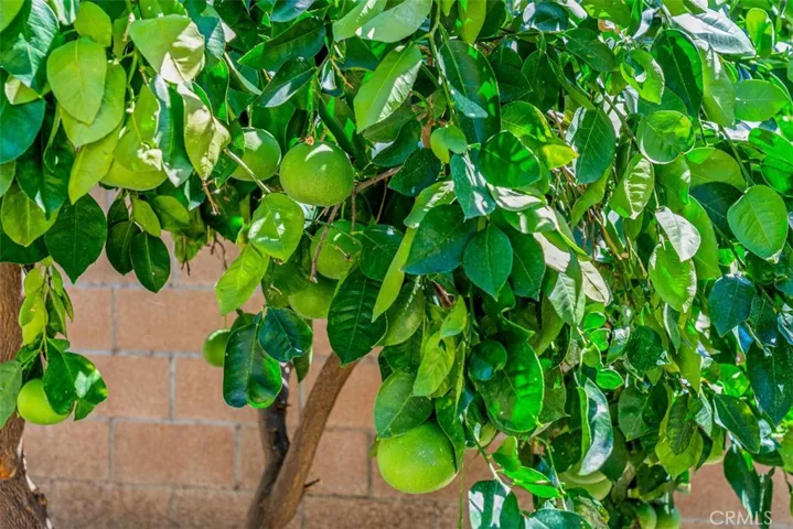 Fruit Trees