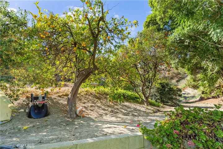 private lot with fruit trees and avocado trees