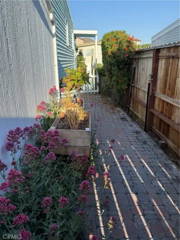 Back yard
