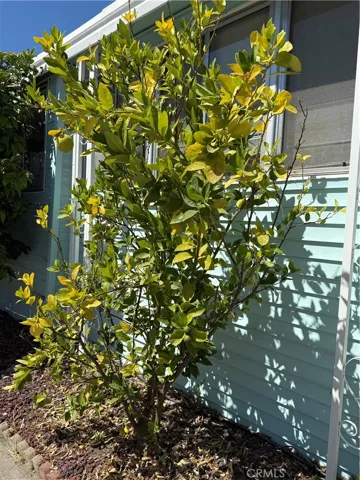 Lemon tree