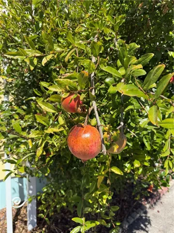 Pomegranate tree on property