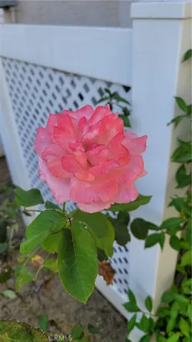 Beautiful Roses growing right outside your courtyard!