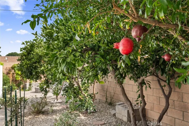 Pomegranate tree!