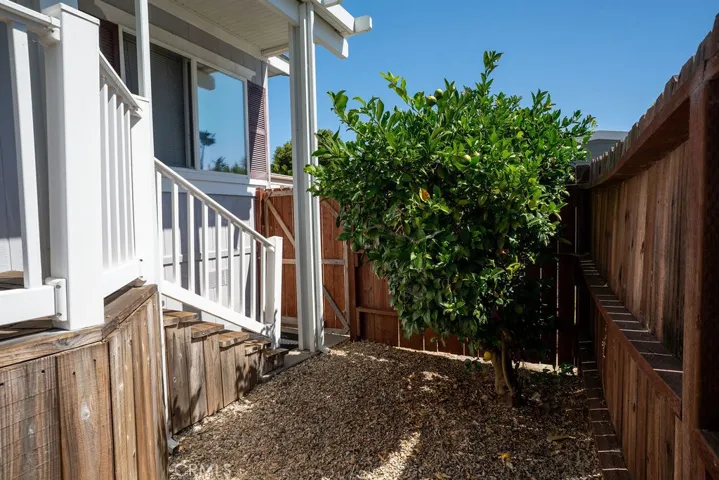 lemon trees